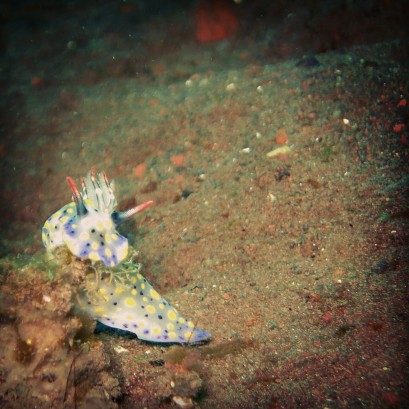 Nudibranch - Lolo's underwater photo