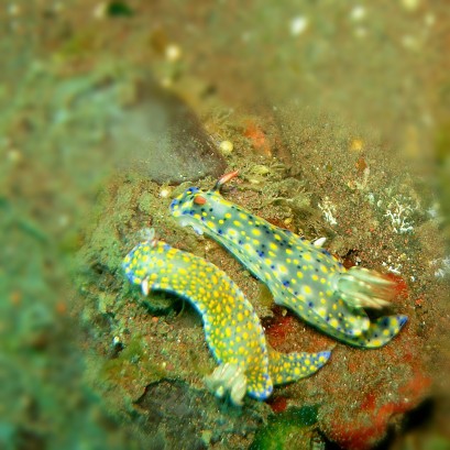 Nudibranch - Lolo's underwater photo